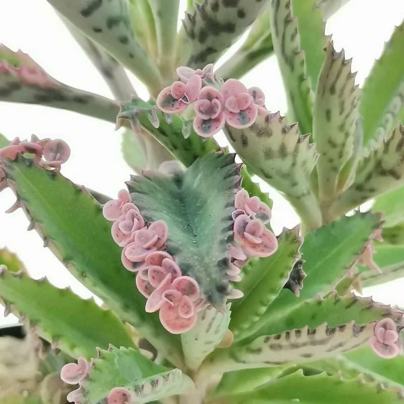 Magic Mixed Kalanchoe Seeds – Colorful Succulent Blooming Variety