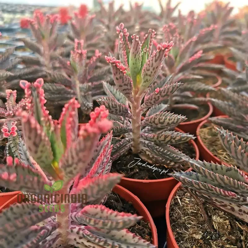 Magic Mixed Kalanchoe Seeds – Colorful Succulent Blooming Variety
