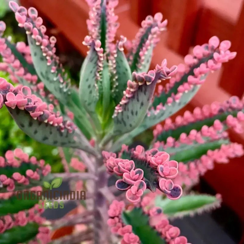 Magic Mixed Kalanchoe Seeds – Colorful Succulent Blooming Variety