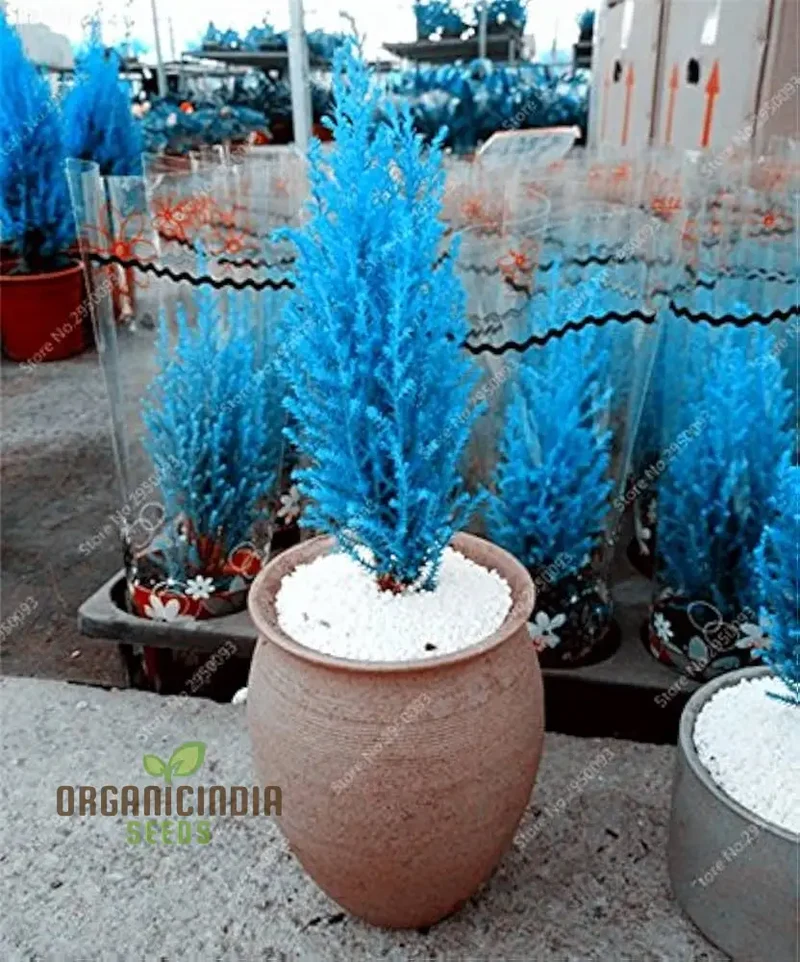 Cypress Mini Bonsai Platycladus Seeds for Planting - 100 pc