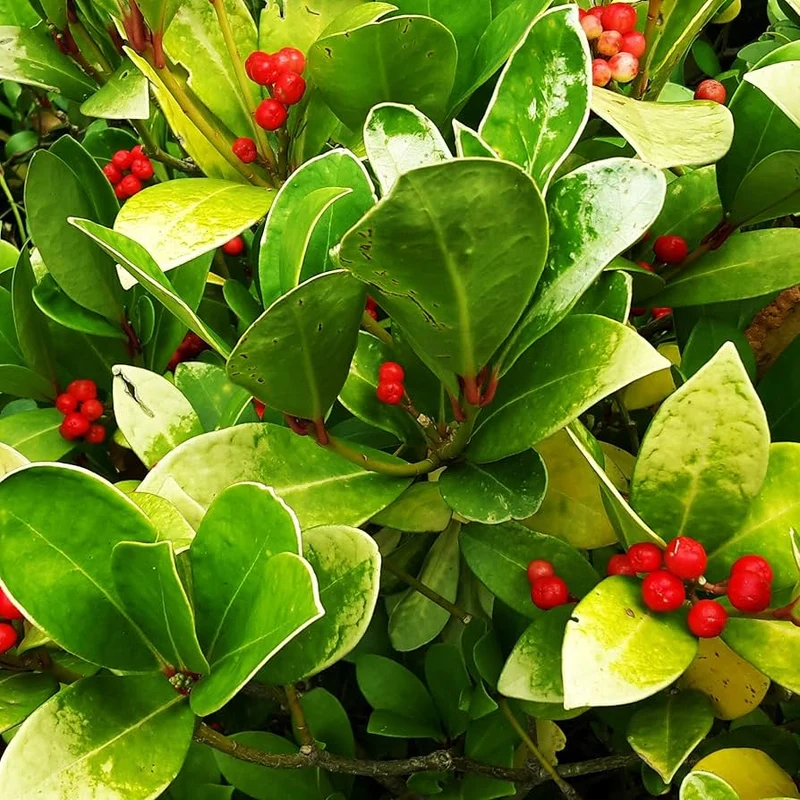 Wintergreen Seeds (Gaultheria Procumbens) for Planting
