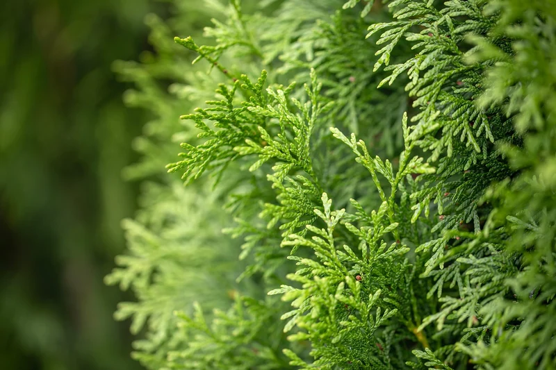 Juniper Tree Seeds for Premium Planting