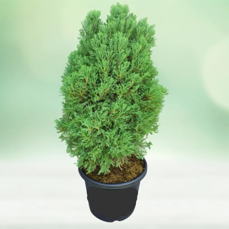 Juniper Tree Seeds for Premium Planting
