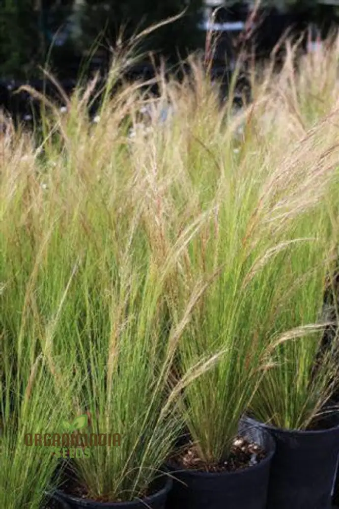 Purple Three Awn Seeds - Aristida Purpurea for Natural Landscaping (100 seeds)