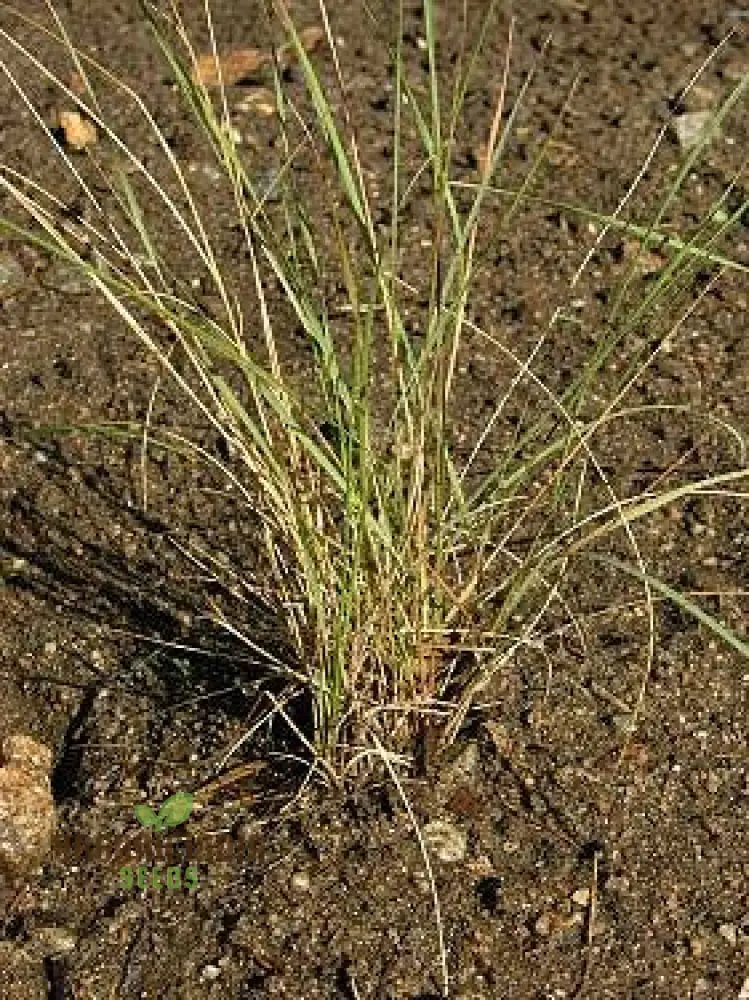 Purple Three Awn Seeds - Aristida Purpurea for Natural Landscaping (100 seeds)