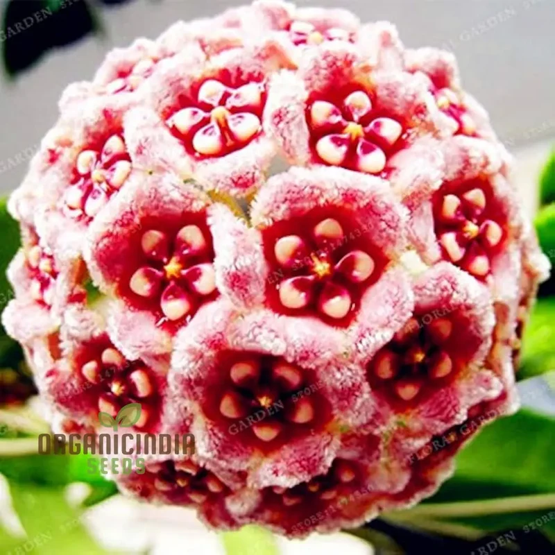 Hoya Flower Seeds for Beautiful Planting - 100 pcs