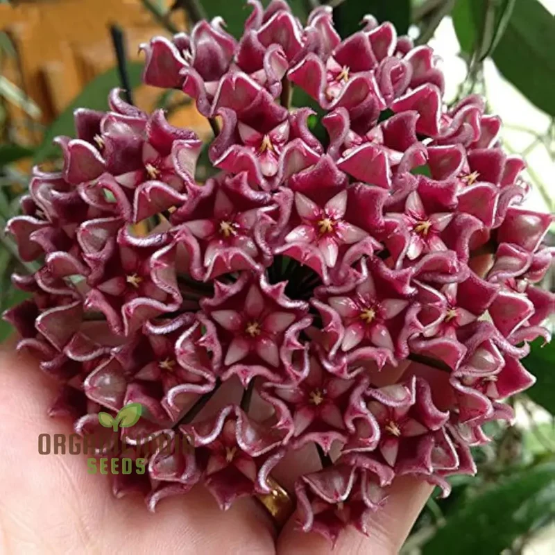 Hoya Flower Seeds for Beautiful Planting - 100 pcs