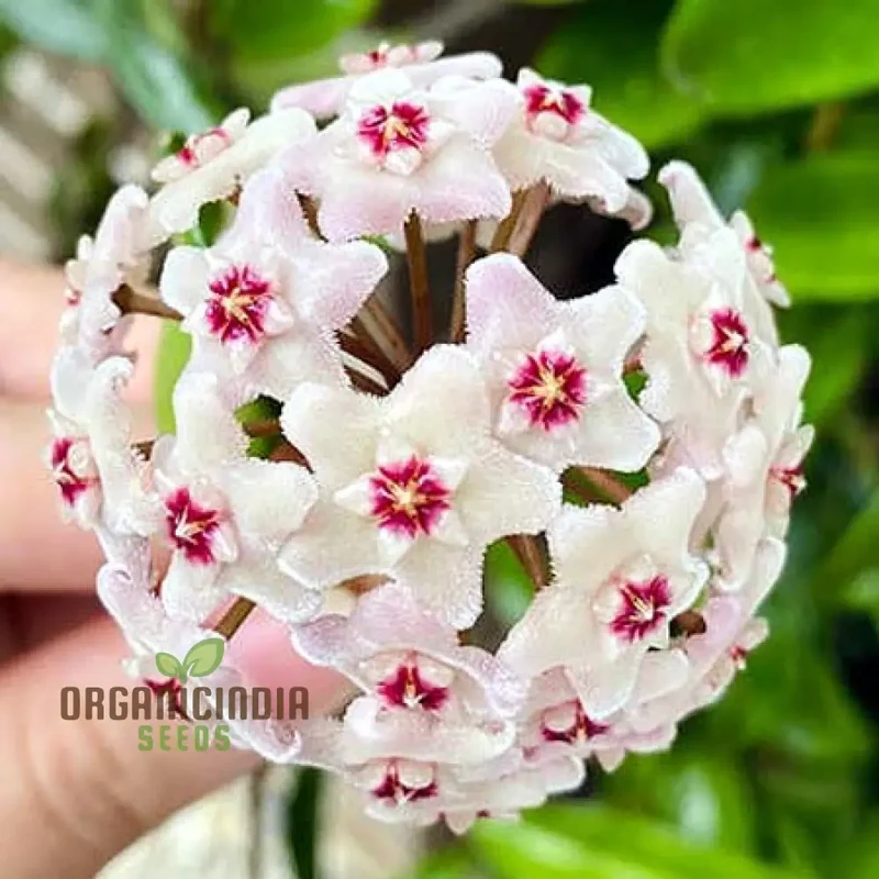 Hoya Flower Seeds for Beautiful Planting - 100 pcs