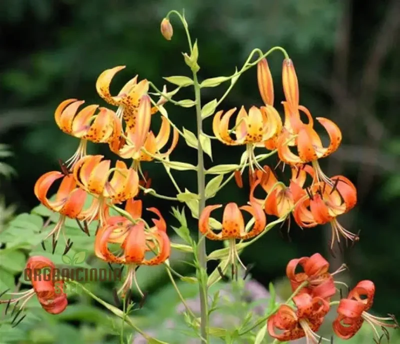 Turk's Cap Lily (Lilium Superbum) Flower Seeds for Planting
