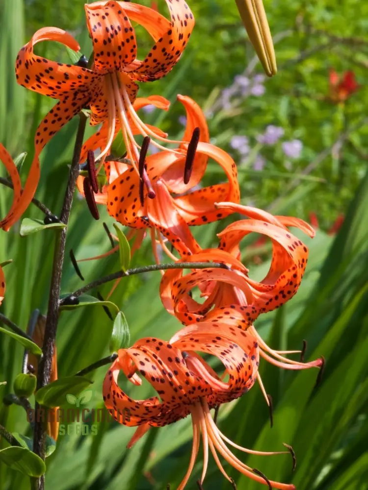 Turk's Cap Lily (Lilium Superbum) Flower Seeds for Planting