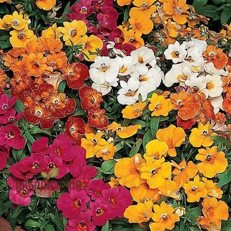 Nemetry Semi-Namemia Poetry Mix Flower Seeds for Planting 100 pcs
