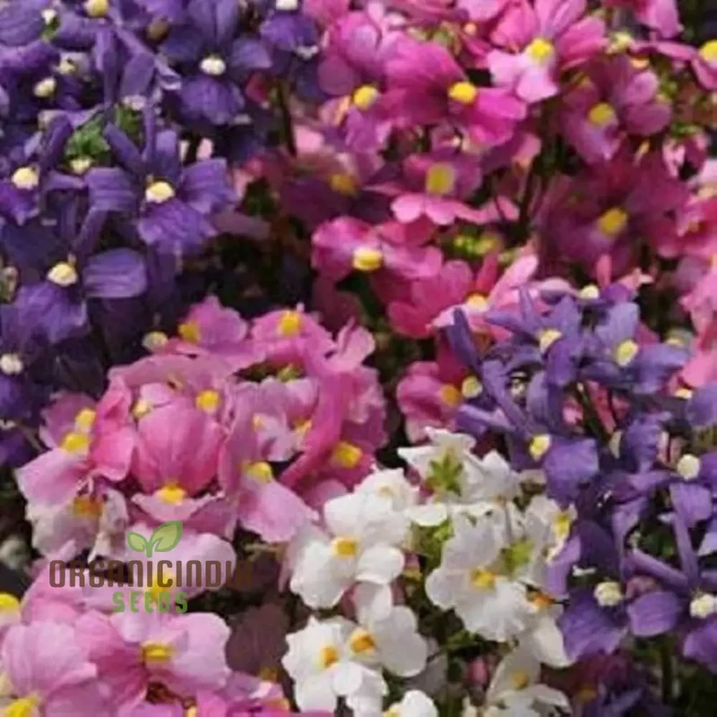 Nemetry Semi-Namemia Poetry Mix Flower Seeds for Planting 100 pcs