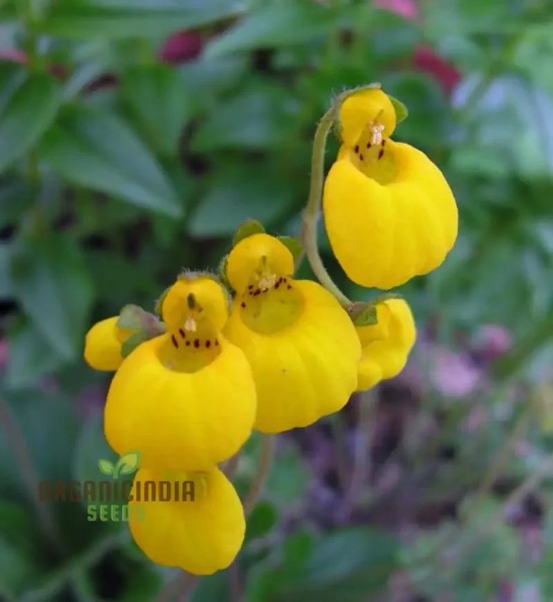 Cap Gold Pocketbook Semi-Limestone Flower Seeds for Planting 100 pcs