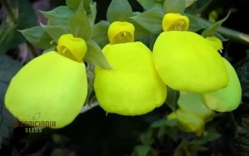 Cap Gold Pocketbook Semi-Limestone Flower Seeds for Planting 100 pcs