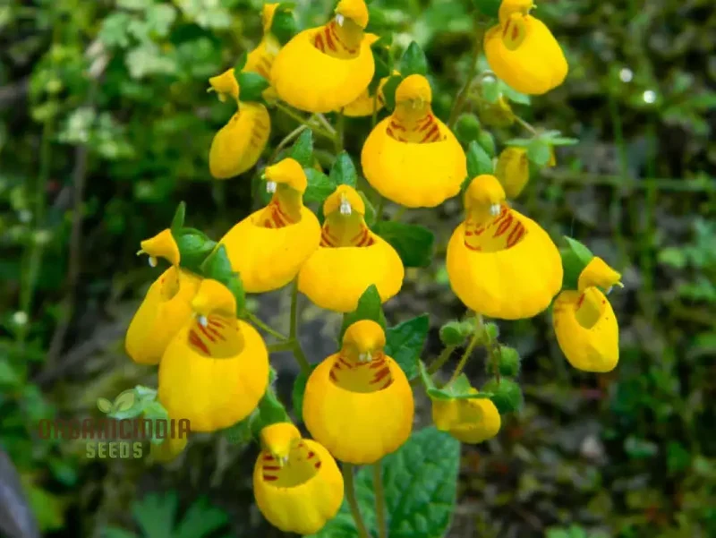 Cap Gold Pocketbook Semi-Limestone Flower Seeds for Planting 100 pcs