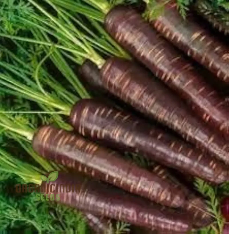 Carpet Blue and Yellow Ravanello Vegetable Seeds, Planting