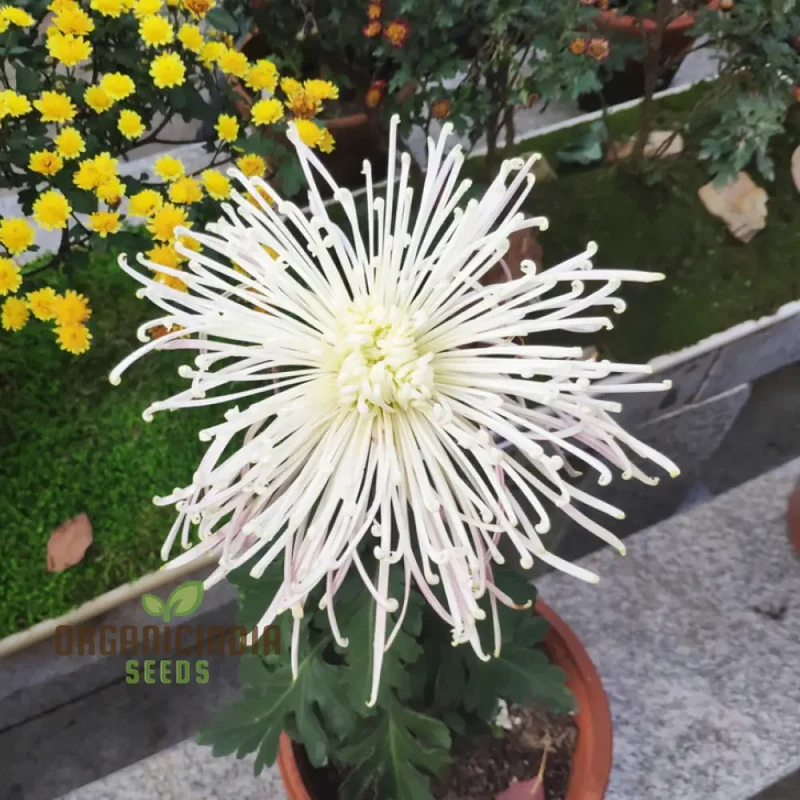 Chrysanthemum Seeds (Semi Bonsai Chrysanthemum Seeds) - Compact Colorful Blooms for Gardens