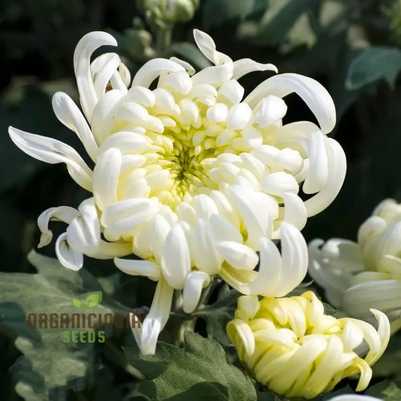 Chrysanthemum Seeds (Semi Bonsai Chrysanthemum Seeds) - Compact Colorful Blooms for Gardens