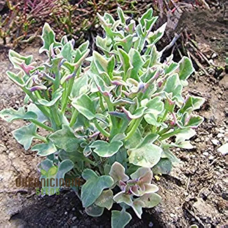 Ric Senecio Articulatus Succulent Seeds for Planting (100 pcs)