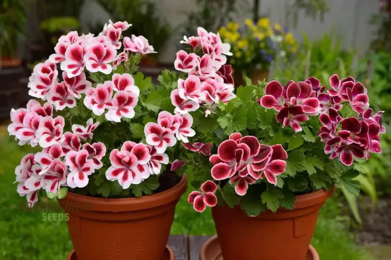 Geranium Pelargonium Bonsai Flower Seeds for Planting 100 pcs