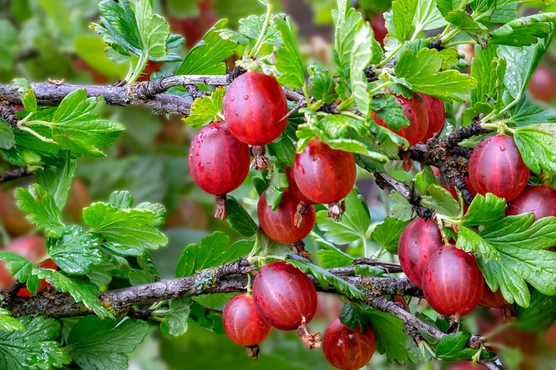Red Pixwell Gooseberry Fruit Seeds for Planting
