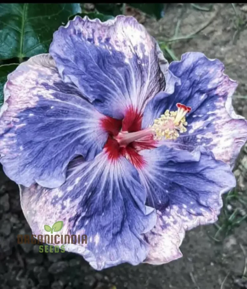 Rare Semi Blue & White Cream Hibiscus Flower Seeds for Planting