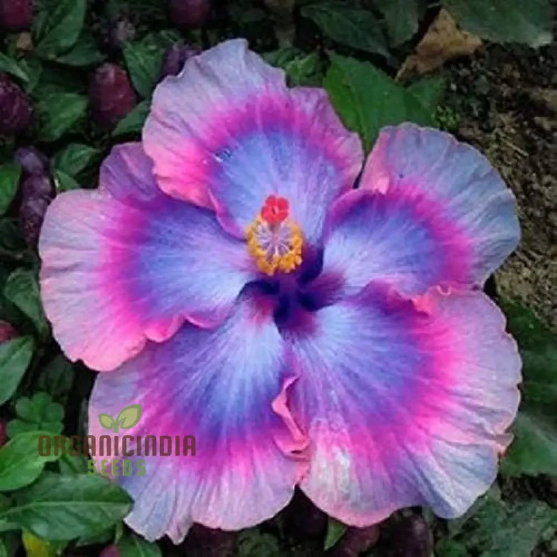 Rare Semi Blue & White Cream Hibiscus Flower Seeds for Planting