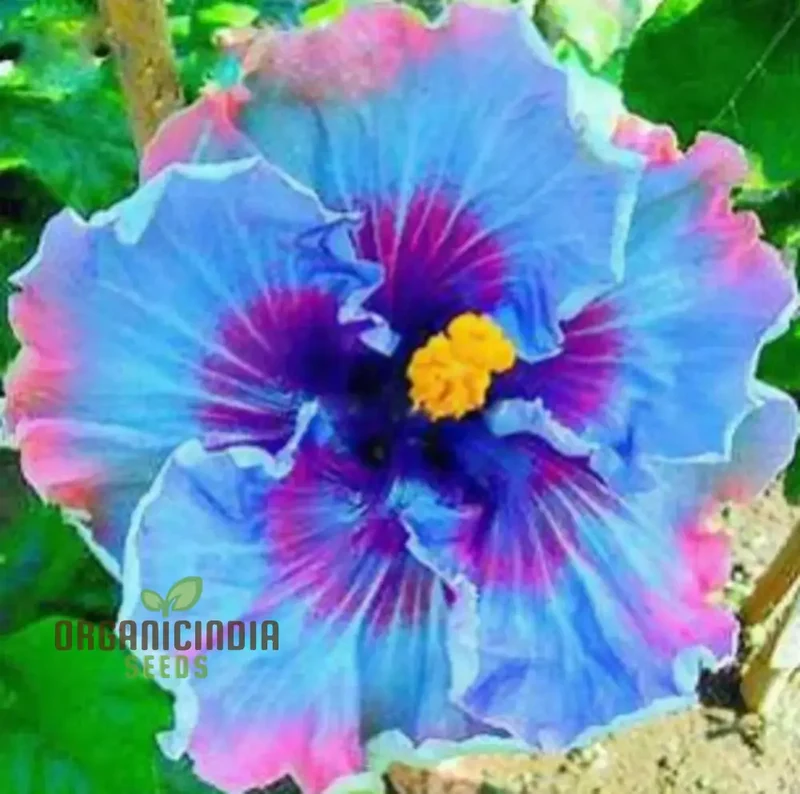 Rare Semi Blue & White Cream Hibiscus Flower Seeds for Planting