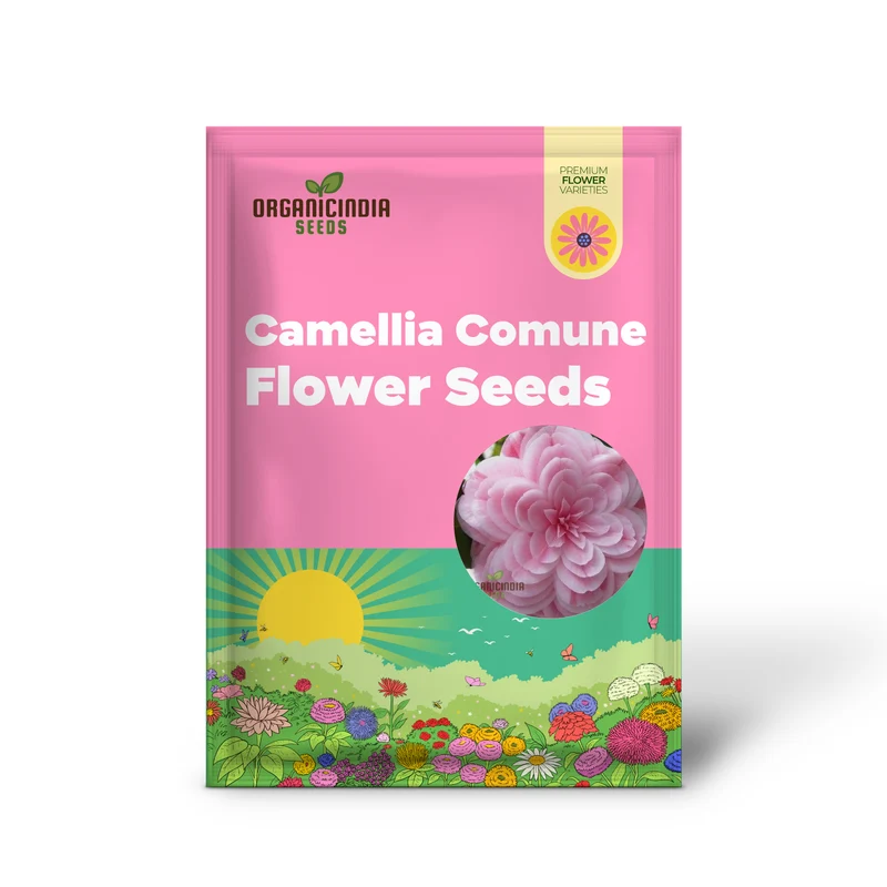 Semi Reale Camellia Comune (Camellia Japonica) Bonsai Flower Seeds for Planting