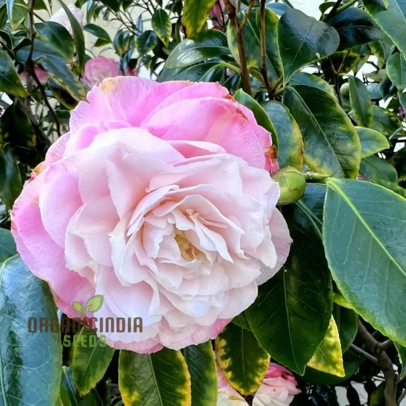 Semi Reale Camellia Comune (Camellia Japonica) Bonsai Flower Seeds for Planting