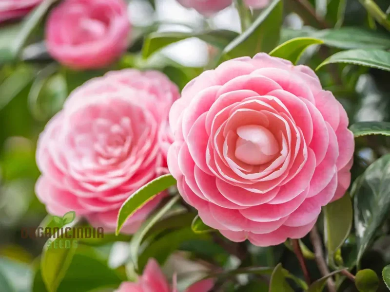 Semi Reale Camellia Comune (Camellia Japonica) Bonsai Flower Seeds for Planting
