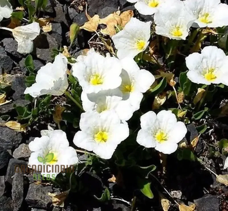 Cup Flower Seeds (White Robe Nierembergia Seeds) - Elegant White Blooms for Gardens