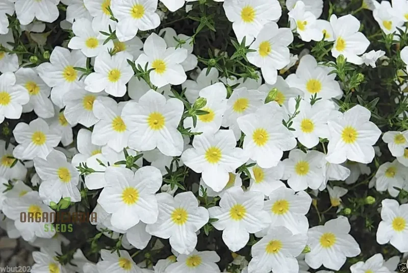 Cup Flower Seeds (White Robe Nierembergia Seeds) - Elegant White Blooms for Gardens