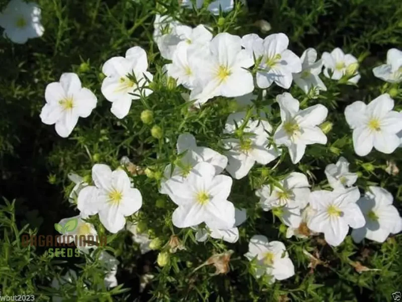 Cup Flower Seeds (White Robe Nierembergia Seeds) - Elegant White Blooms for Gardens