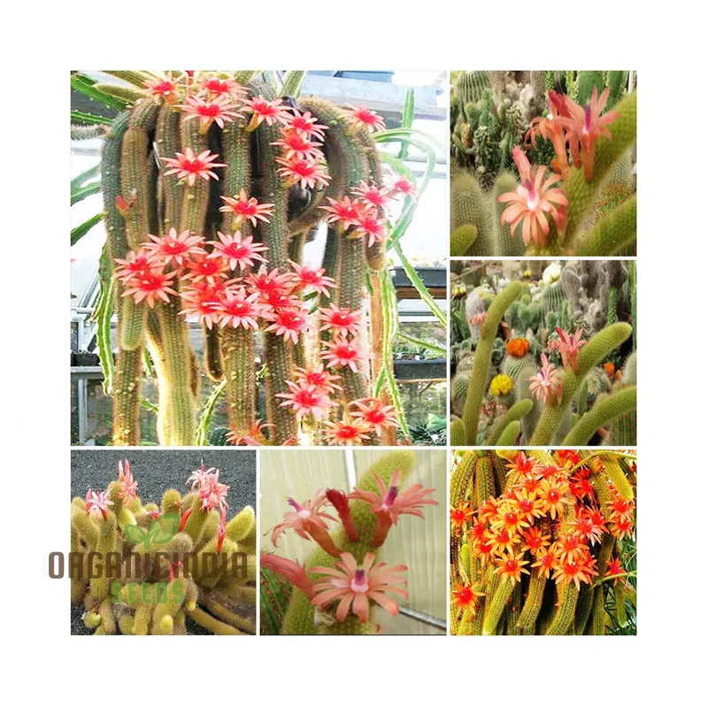 Planting HildeWintera Aureispina Seeds - 100 pcs