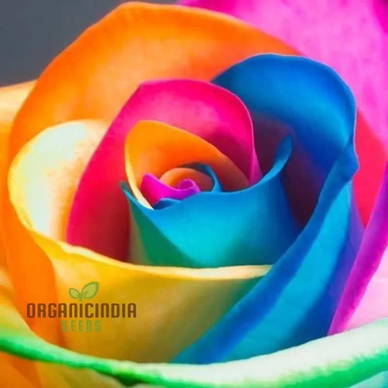 Planting Rare Holland Rainbow Rose Seeds