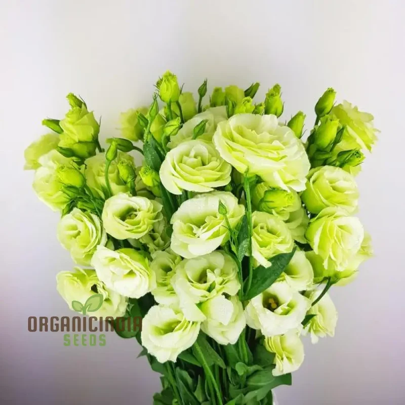 Eustoma Grandiflorum Seeds for Rare Flowers Planting