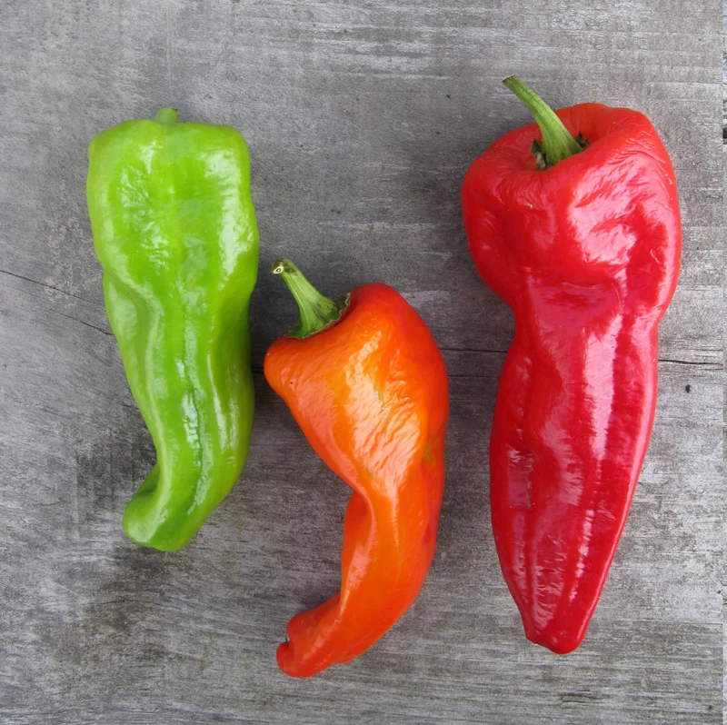 Poivron 'Cubanelle' bio ( Capsicum annuum )