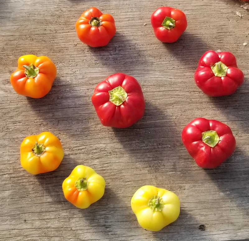 Poivron 'Beli Kalvil' bio ( Capsicum annuum )