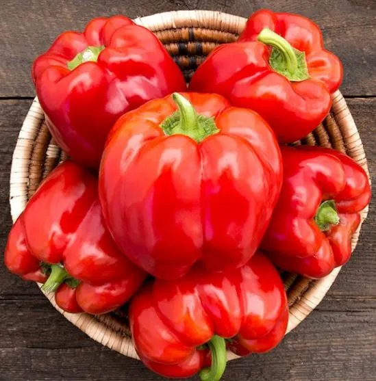 Poivron rouge 'King of the Sweet North' bio ( Capsicum annuum )