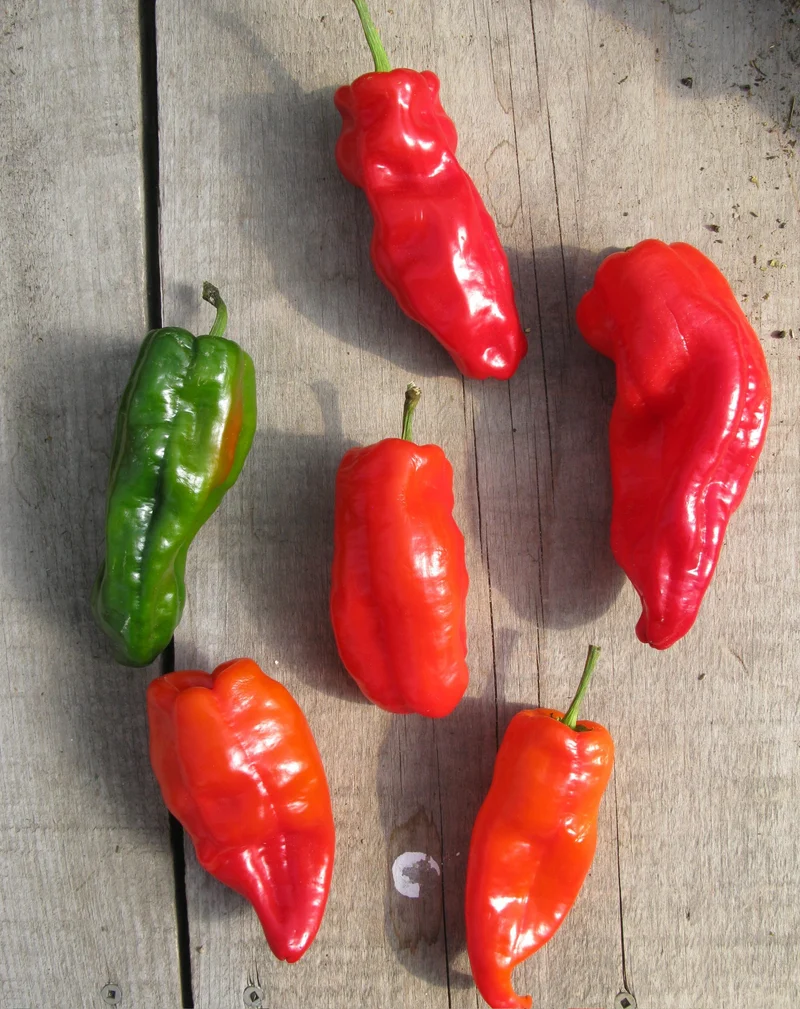 Poivron rouge ‘Frank’s’ bio ( Capsicum annuum )