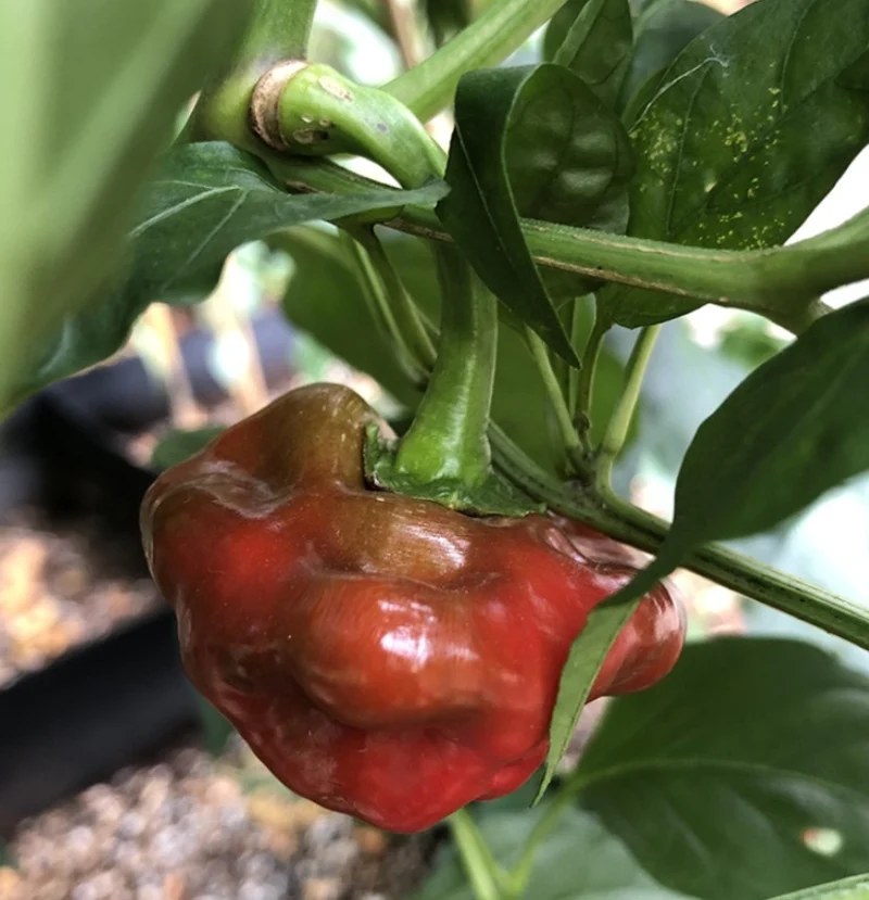 Piment fort 'Scotch Bonnet Rouge' bio