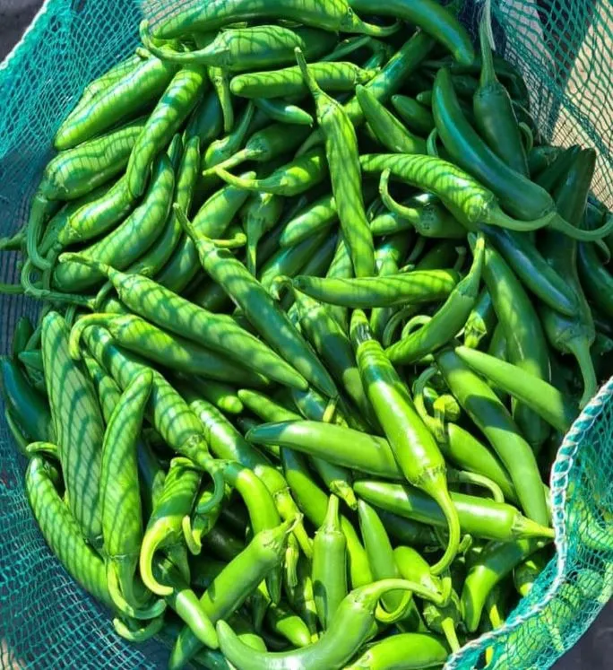 Piment fort 'Serrano' bio
