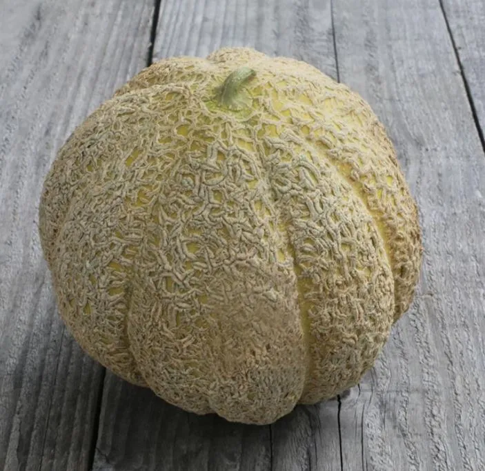 Melon musqué 'Pride of Wisconsin' bio