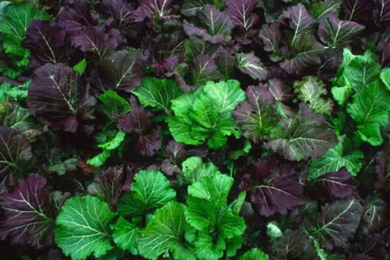 Moutarde douce 'Wild Garden' bio