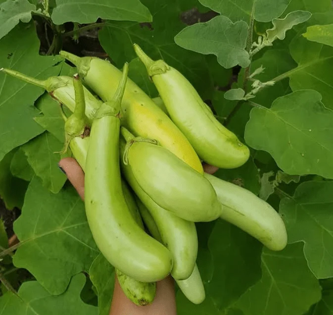Aubergine 'Doigts vert' bio