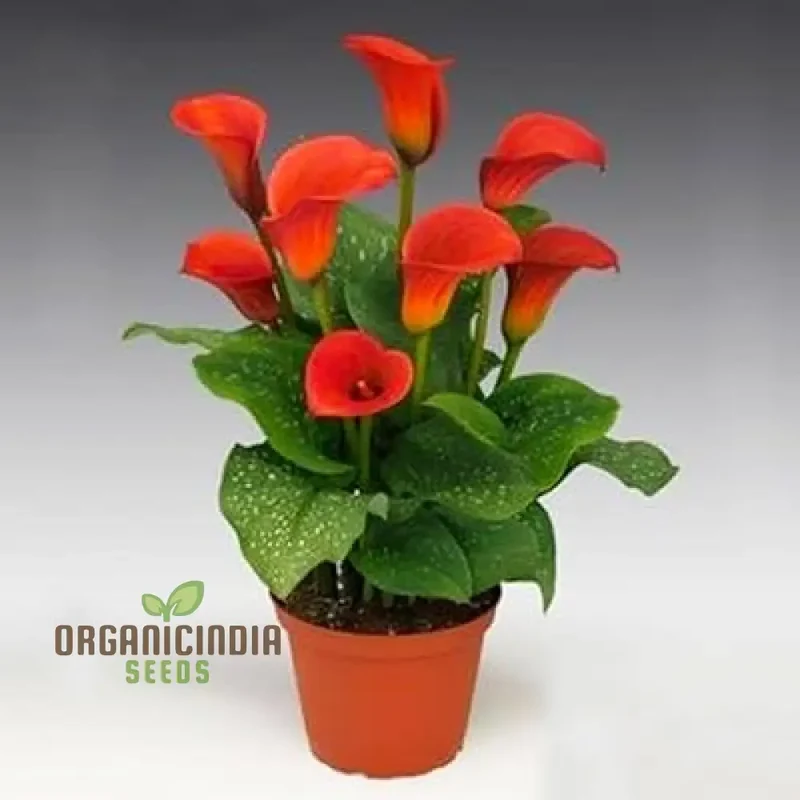 Piechobaleno Promotion Calla Bonsai Flower Seeds for Planting - 100 pcs