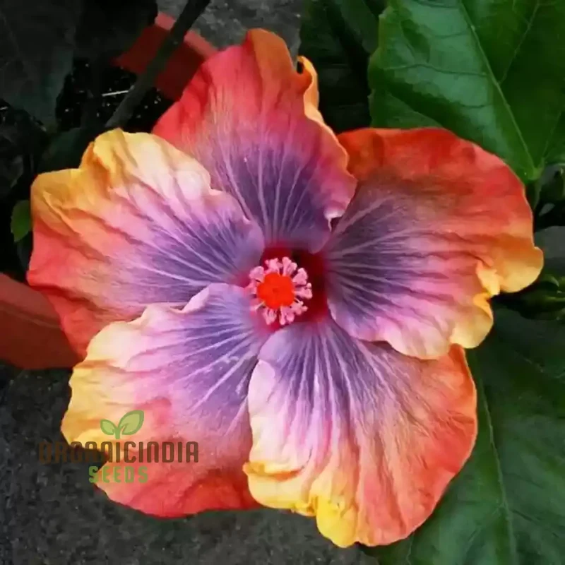 Orange Blue Orange Hibiscus Seeds for Planting - 100 pcs