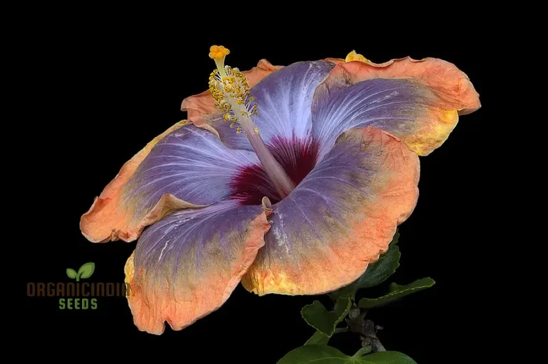 Orange Blue Orange Hibiscus Seeds for Planting - 100 pcs
