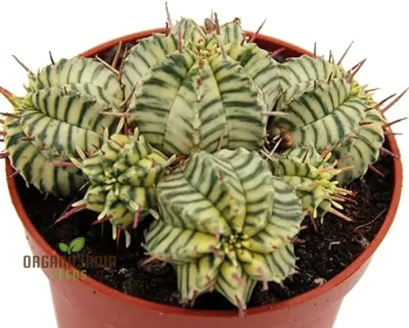 Mini Japanese Succulent Radiation Cactus Seeds - Bonsai Planting Seeds, 100 Pcs
